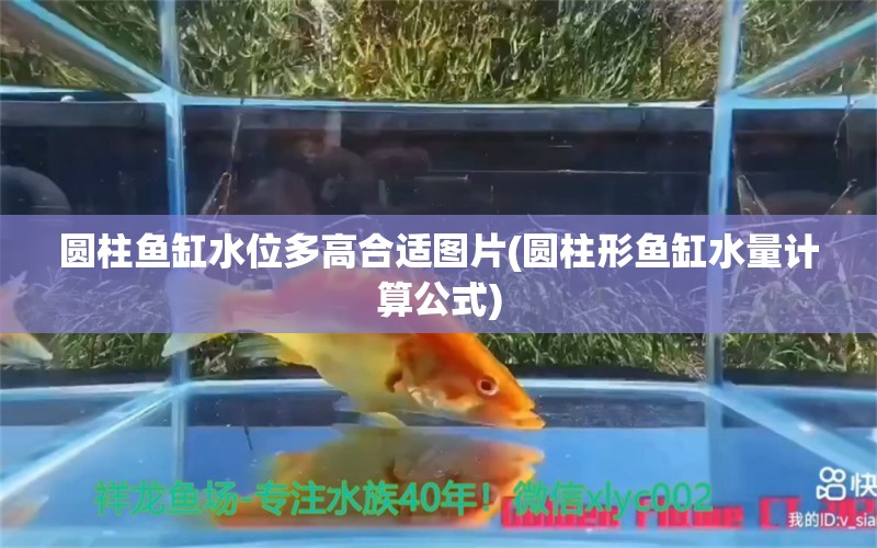 圆柱鱼缸水位多高合适图片(圆柱形鱼缸水量计算公式) 细线银版鱼