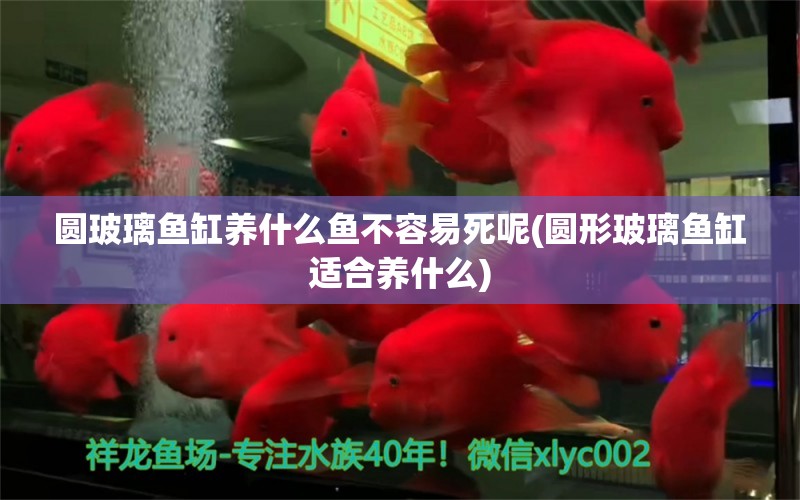 圆玻璃鱼缸养什么鱼不容易死呢(圆形玻璃鱼缸适合养什么) 观赏虾蟹等饲料