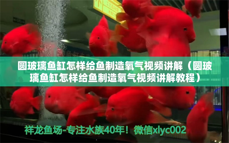 圆玻璃鱼缸怎样给鱼制造氧气视频讲解（圆玻璃鱼缸怎样给鱼制造氧气视频讲解教程） 充氧泵 第1张