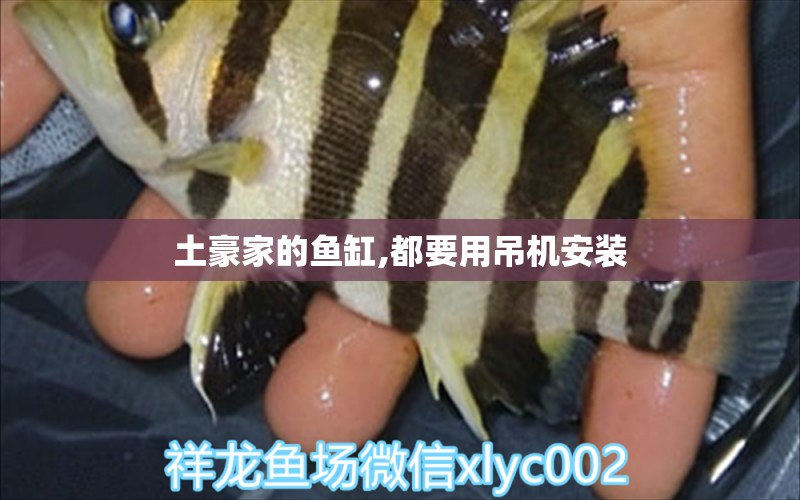 土豪家的鱼缸,都要用吊机安装