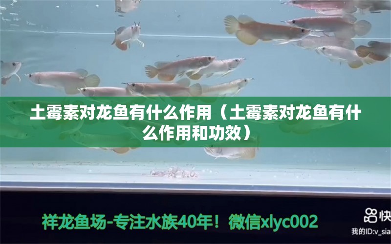 土霉素对龙鱼有什么作用（土霉素对龙鱼有什么作用和功效） 广州龙鱼批发市场