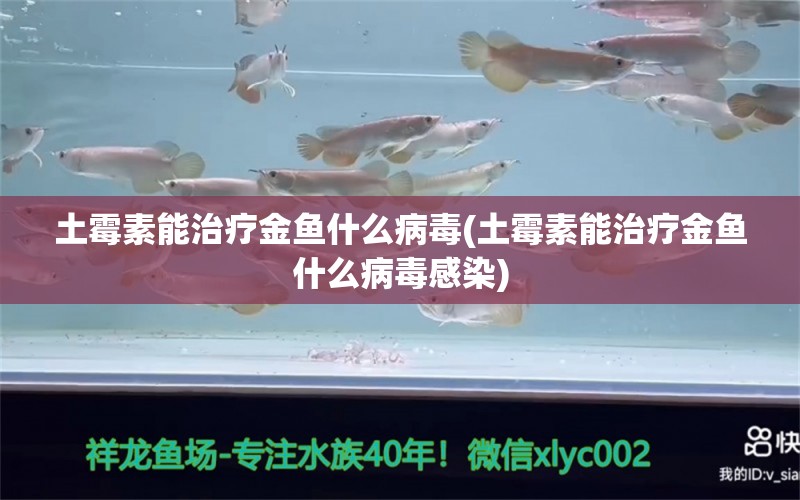 土霉素能治疗金鱼什么病毒(土霉素能治疗金鱼什么病毒感染)