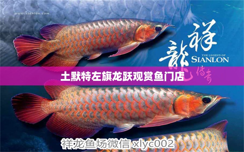 土默特左旗龙跃观赏鱼门店 全国水族馆企业名录