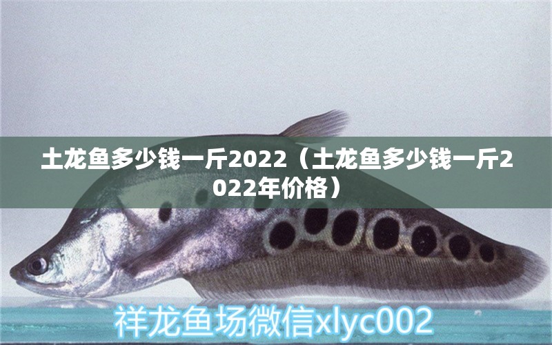 土龙鱼多少钱一斤2022（土龙鱼多少钱一斤2022年价格） 广州龙鱼批发市场