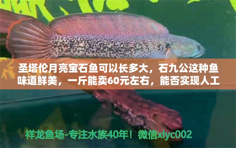 圣塔伦月亮宝石鱼可以长多大，石九公这种鱼味道鲜美，一斤能卖60元左右，能否实现人工养殖呢