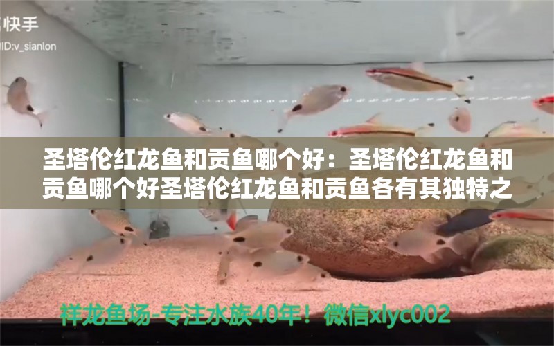 圣塔伦红龙鱼和贡鱼哪个好：圣塔伦红龙鱼和贡鱼哪个好圣塔伦红龙鱼和贡鱼各有其独特之处