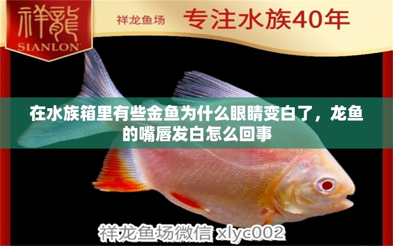 在水族箱里有些金鱼为什么眼睛变白了，龙鱼的嘴唇发白怎么回事