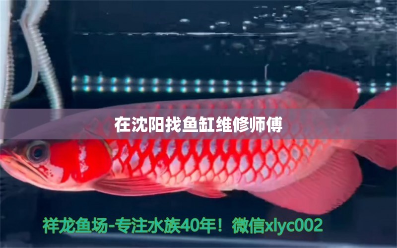 在沈阳找鱼缸维修师傅