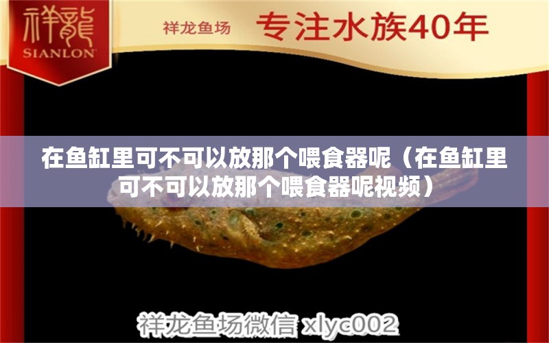 在鱼缸里可不可以放那个喂食器呢（在鱼缸里可不可以放那个喂食器呢视频） 虎纹银版鱼