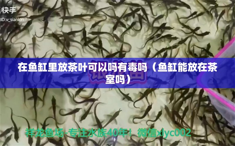 在鱼缸里放茶叶可以吗有毒吗（鱼缸能放在茶室吗） 广州观赏鱼批发市场