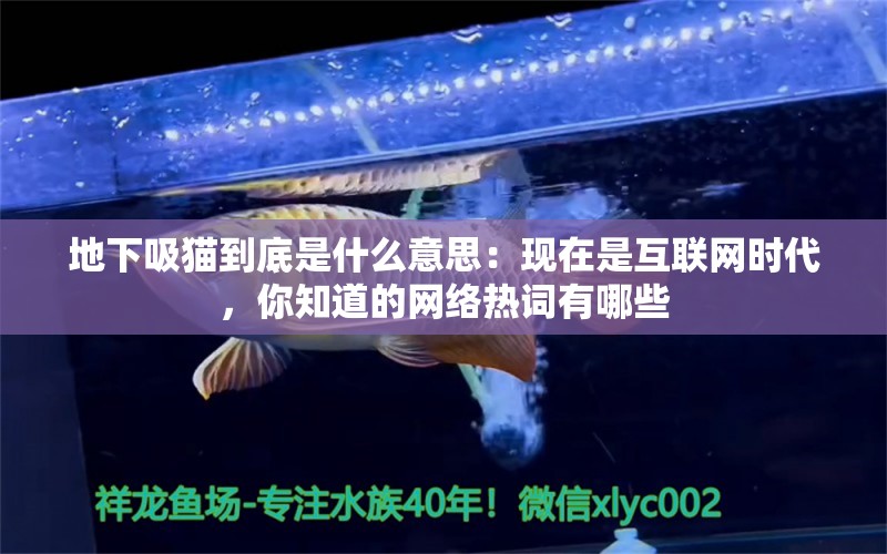 地下吸猫到底是什么意思：现在是互联网时代，你知道的网络热词有哪些