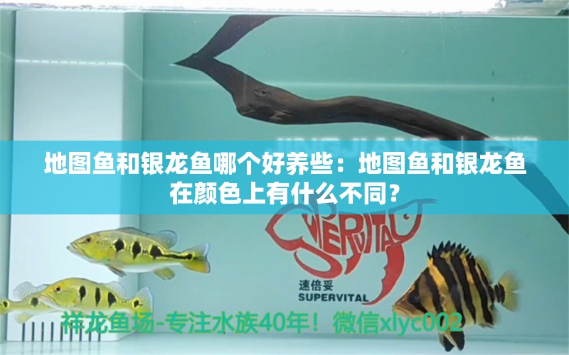 地图鱼和银龙鱼哪个好养些：地图鱼和银龙鱼在颜色上有什么不同？ 水族问答 第1张