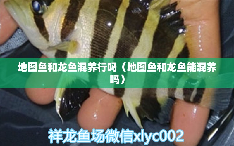 地图鱼和龙鱼混养行吗（地图鱼和龙鱼能混养吗） 祥龙水族医院