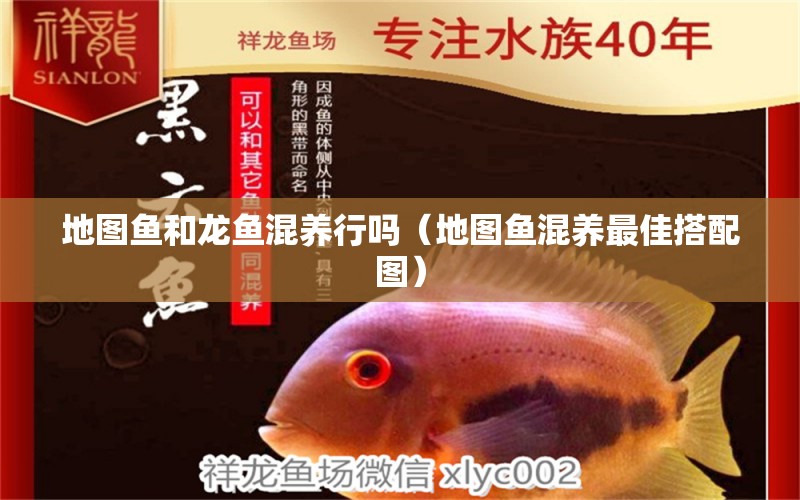 地图鱼和龙鱼混养行吗（地图鱼混养最佳搭配图） 祥龙水族医院