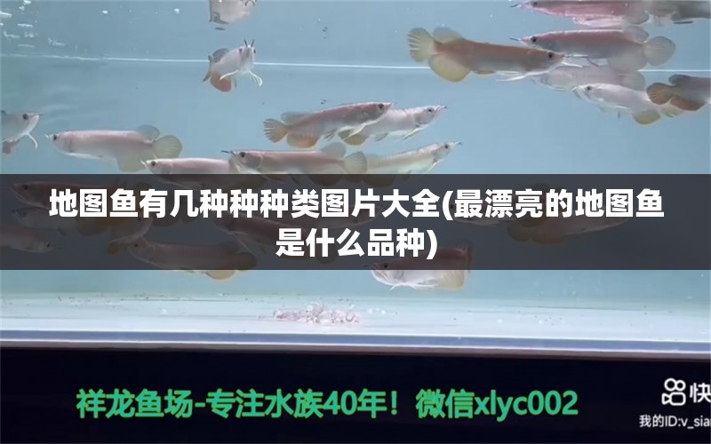 地图鱼有几种种种类图片大全(最漂亮的地图鱼是什么品种) 水族维护服务（上门）