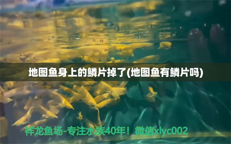 地图鱼身上的鳞片掉了(地图鱼有鳞片吗) 龙鱼专用灯