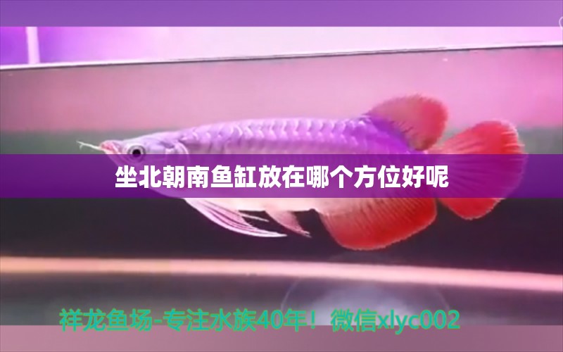 坐北朝南鱼缸放在哪个方位好呢 水族问答