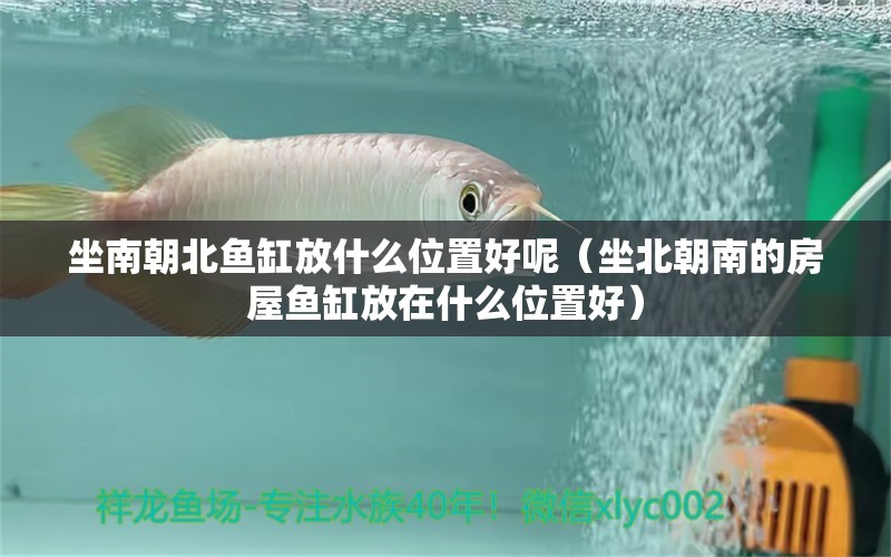 坐南朝北鱼缸放什么位置好呢（坐北朝南的房屋鱼缸放在什么位置好）