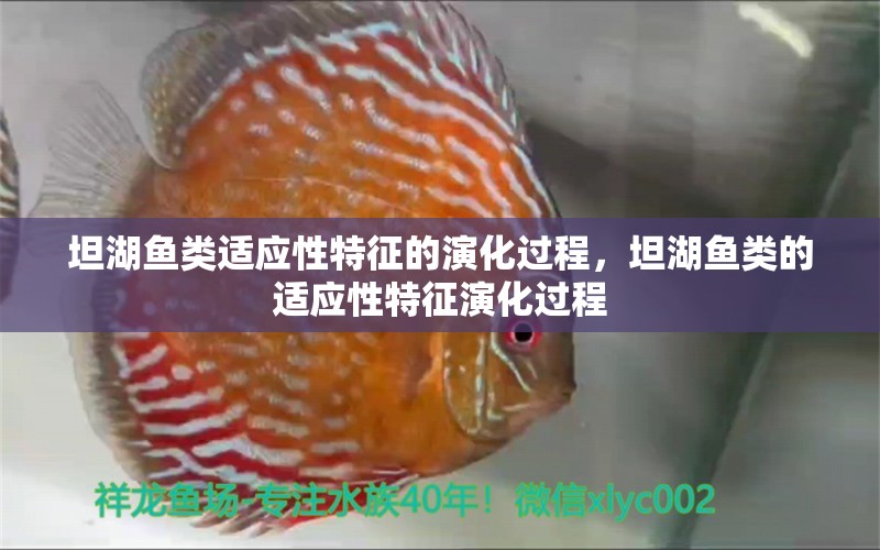 坦湖鱼类适应性特征的演化过程，坦湖鱼类的适应性特征演化过程