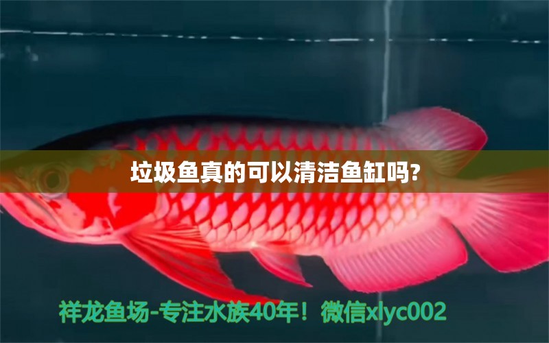 垃圾鱼真的可以清洁鱼缸吗?