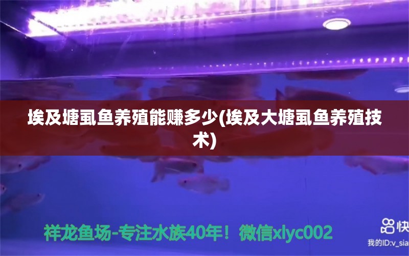 埃及塘虱鱼养殖能赚多少(埃及大塘虱鱼养殖技术) 白子关刀鱼