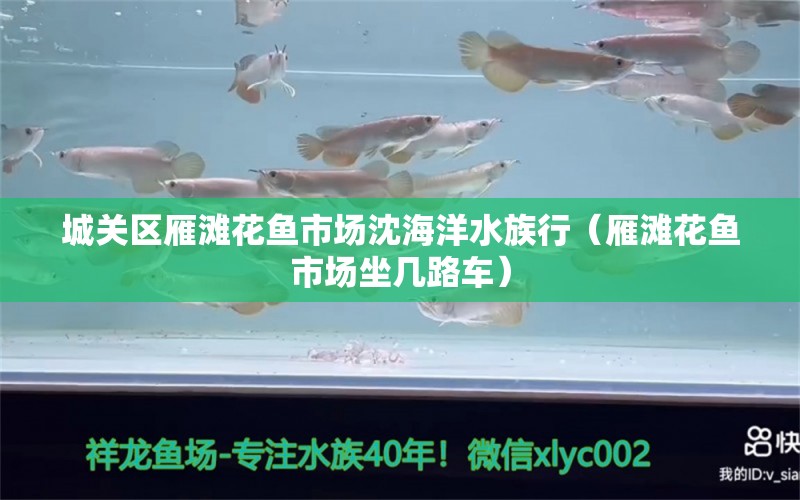 城关区雁滩花鱼市场沈海洋水族行（雁滩花鱼市场坐几路车）