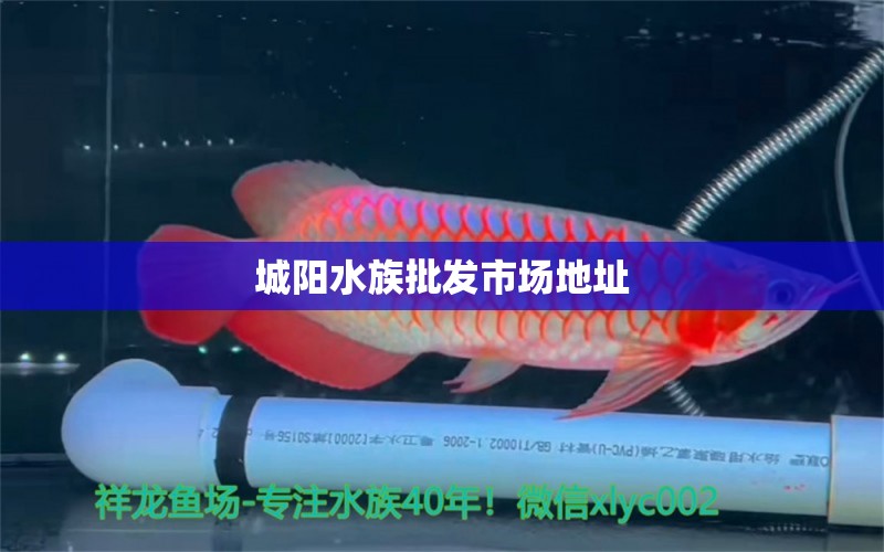 城阳水族批发市场地址