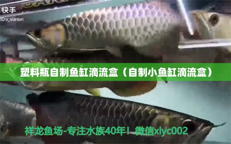 塑料瓶自制鱼缸滴流盒（自制小鱼缸滴流盒）