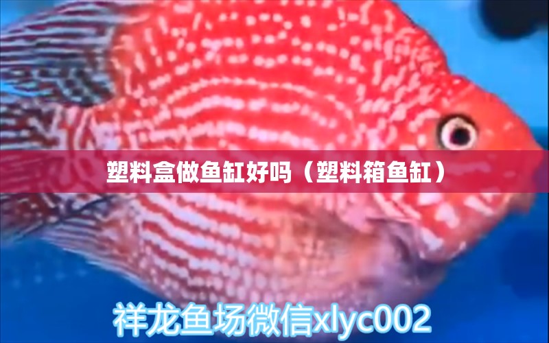 塑料盒做鱼缸好吗（塑料箱鱼缸） 水族杂谈