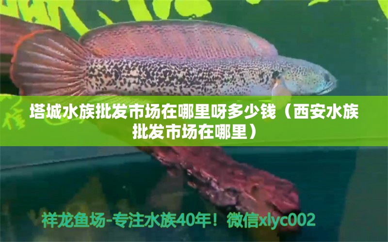 塔城水族批发市场在哪里呀多少钱（西安水族批发市场在哪里） 观赏鱼水族批发市场