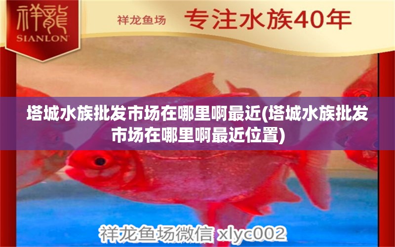 塔城水族批发市场在哪里啊最近(塔城水族批发市场在哪里啊最近位置) 观赏鱼水族批发市场