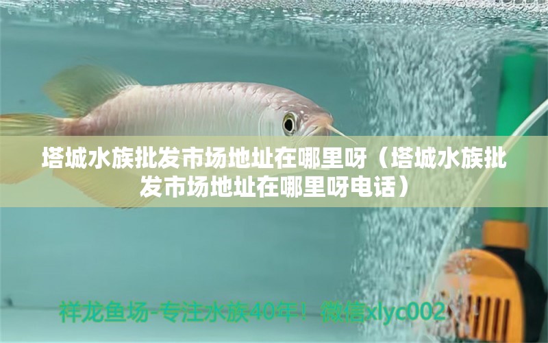 塔城水族批发市场地址在哪里呀（塔城水族批发市场地址在哪里呀电话） 观赏鱼水族批发市场