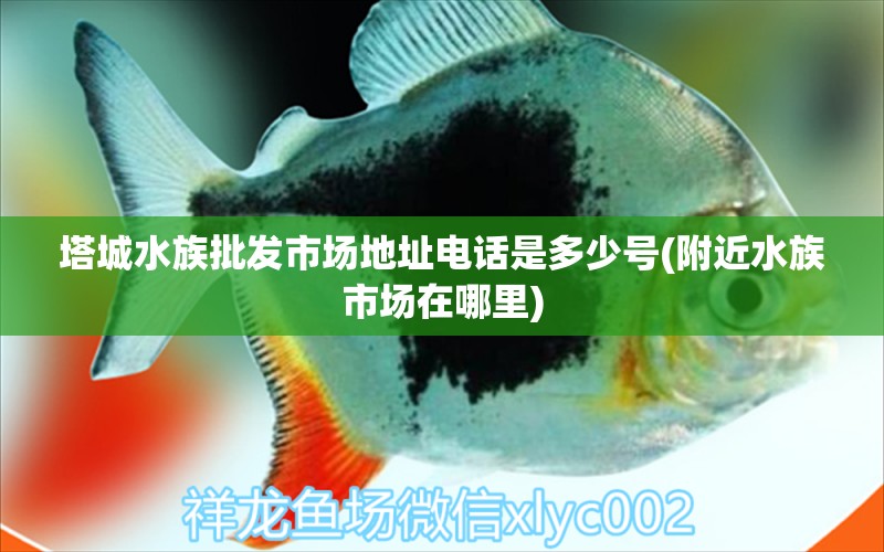 塔城水族批发市场地址电话是多少号(附近水族市场在哪里) 观赏鱼水族批发市场