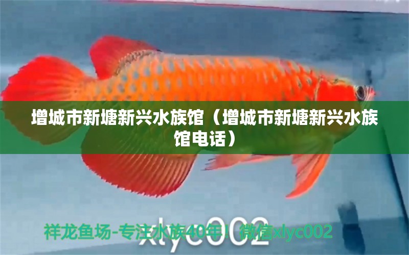 增城市新塘新兴水族馆（增城市新塘新兴水族馆电话）