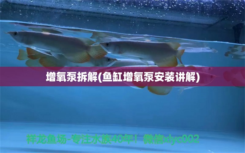 增氧泵拆解(鱼缸增氧泵安装讲解)