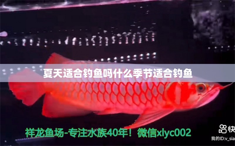 夏天适合钓鱼吗什么季节适合钓鱼 水族品牌 第2张