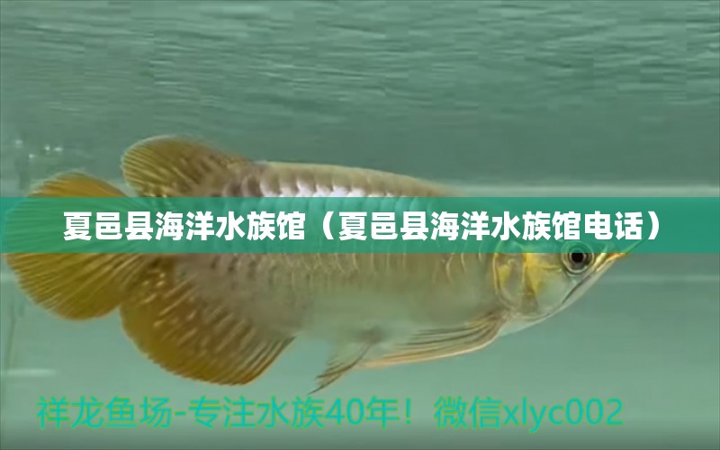 夏邑县海洋水族馆（夏邑县海洋水族馆电话）