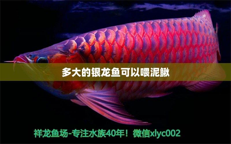 多大的银龙鱼可以喂泥鳅 水族问答 第2张