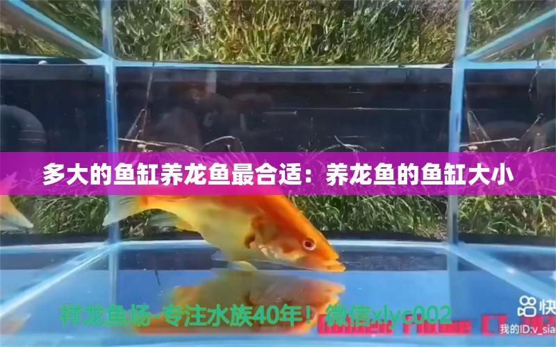 多大的鱼缸养龙鱼最合适：养龙鱼的鱼缸大小 水族问答 第2张