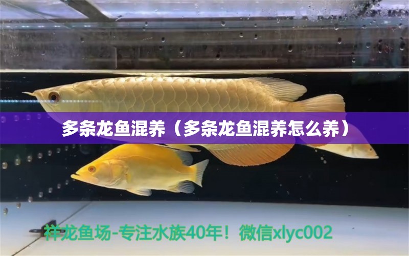 多条龙鱼混养（多条龙鱼混养怎么养）