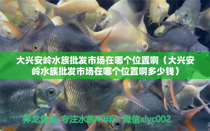 大兴安岭水族批发市场在哪个位置啊（大兴安岭水族批发市场在哪个位置啊多少钱）