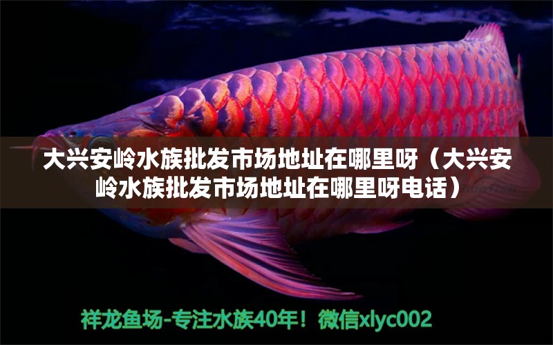 大兴安岭水族批发市场地址在哪里呀（大兴安岭水族批发市场地址在哪里呀电话） 观赏鱼水族批发市场