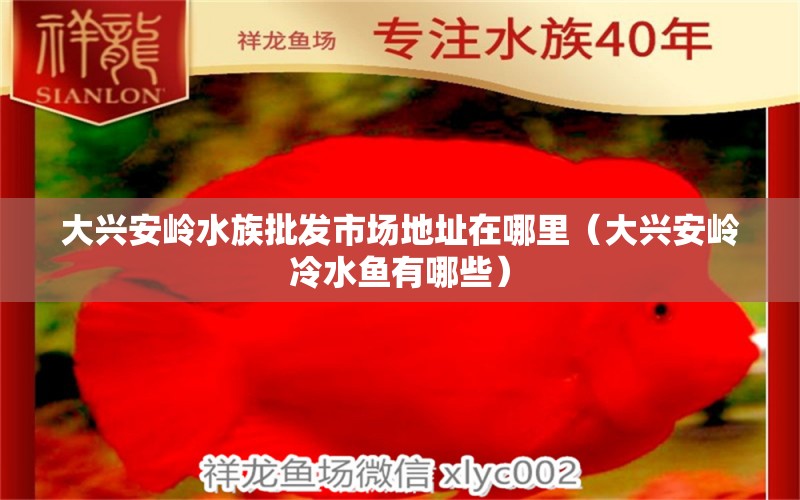 大兴安岭水族批发市场地址在哪里（大兴安岭冷水鱼有哪些） 养鱼知识 第1张