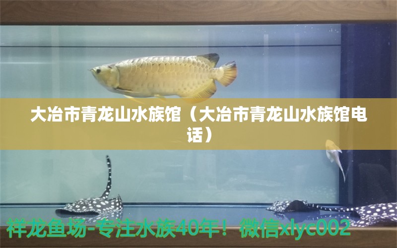 大冶市青龙山水族馆（大冶市青龙山水族馆电话）