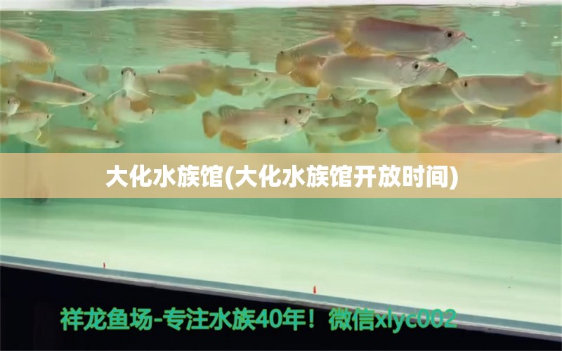 大化水族馆(大化水族馆开放时间) 银龙鱼苗 第1张