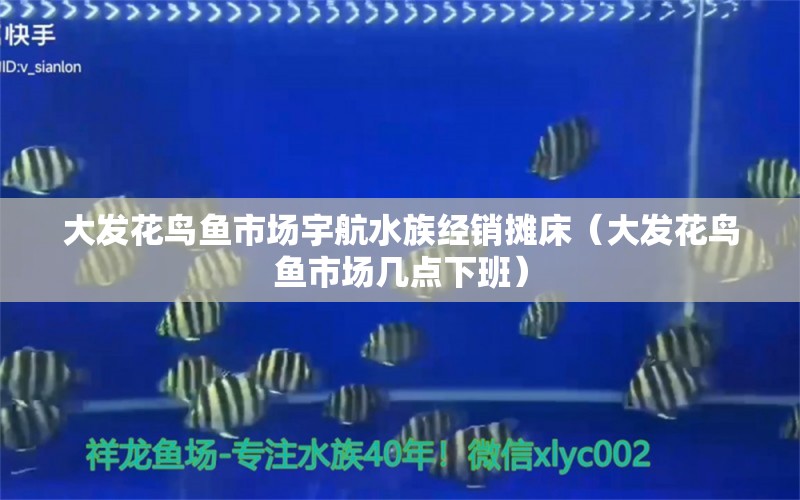 大发花鸟鱼市场宇航水族经销摊床（大发花鸟鱼市场几点下班）