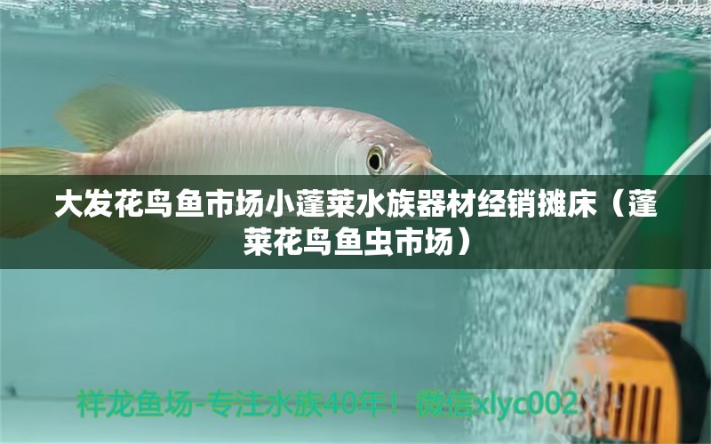 大发花鸟鱼市场小蓬莱水族器材经销摊床（蓬莱花鸟鱼虫市场） 全国水族馆企业名录