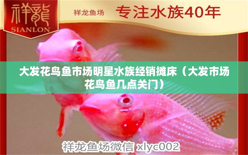 大发花鸟鱼市场明星水族经销摊床（大发市场花鸟鱼几点关门）