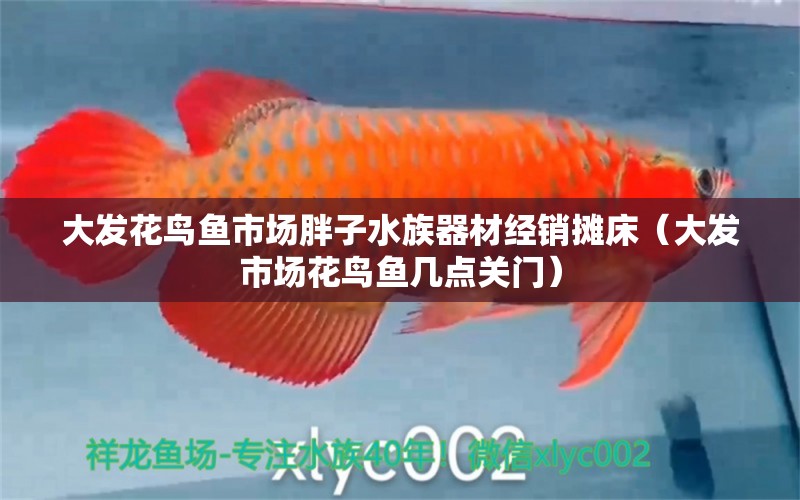 大发花鸟鱼市场胖子水族器材经销摊床（大发市场花鸟鱼几点关门）