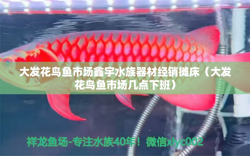 大发花鸟鱼市场鑫宇水族器材经销摊床（大发花鸟鱼市场几点下班）